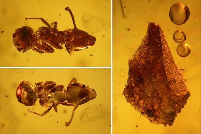 Fossil Ant (Formicidae), Fly (Diptera) & Amber Shard In Baltic Amber #142186